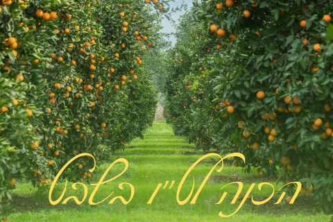 Blog Banner for Website Content (באנר ל-Youtube) (1)