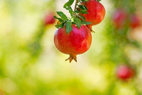 xr:d:DAFuCBGzCvs:36,j:1771443014401168840,t:23091009