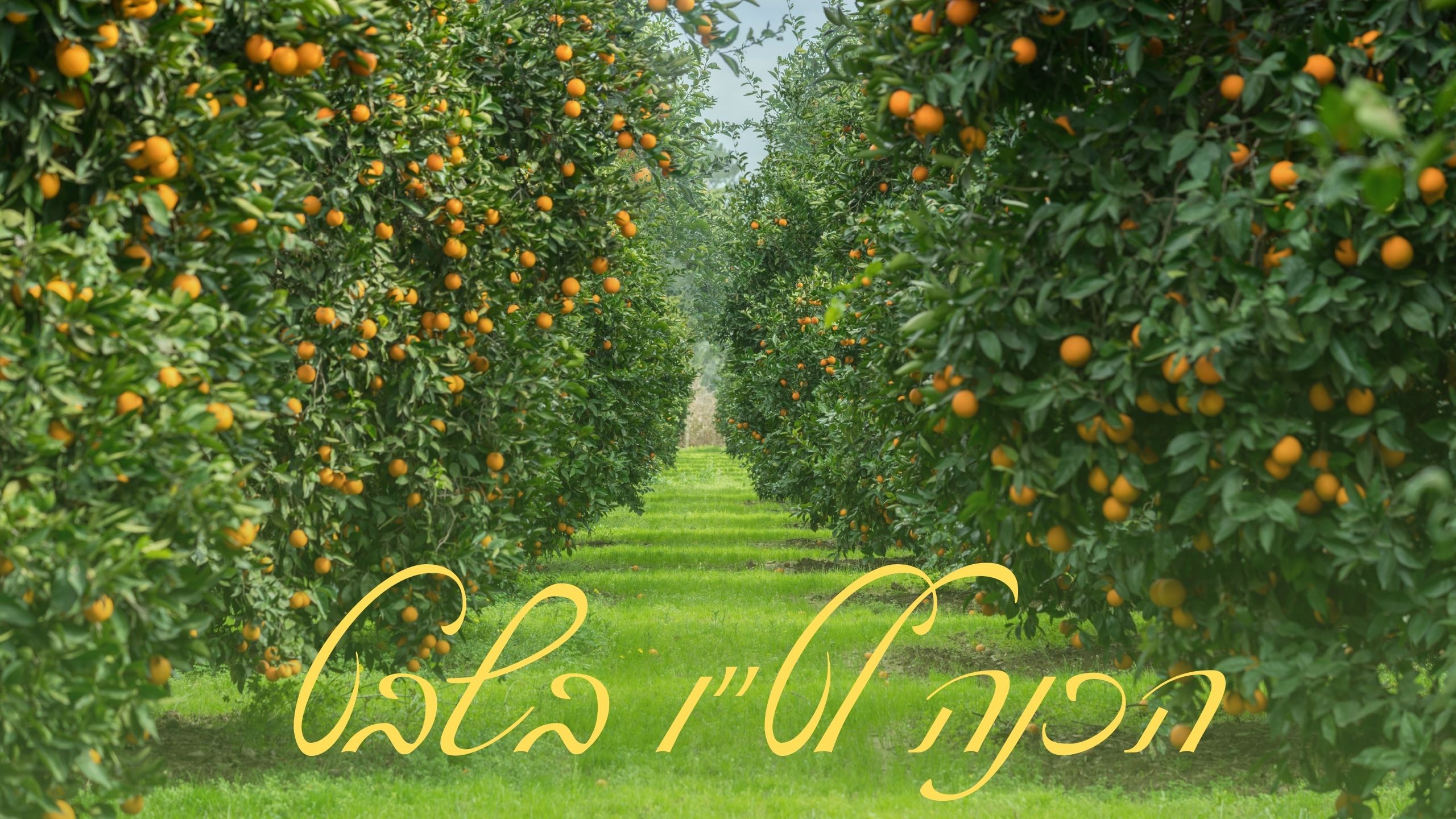 Blog Banner for Website Content (באנר ל-Youtube) (1)